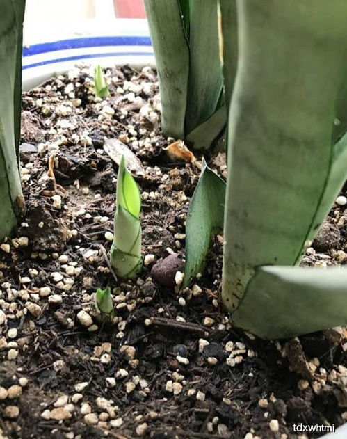 养花土里面有虫子怎么去除它;养花土里的虫子怎