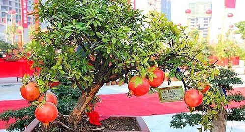 盆景石榴坐果难 落果才是更容易,做好4个细节盆景果实累累