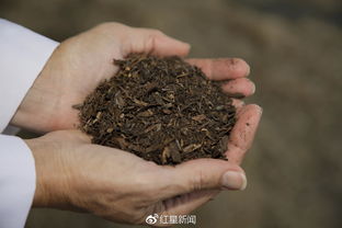 死后变肥料 华盛顿或将成美国首个允许人类遗体堆肥合法的州