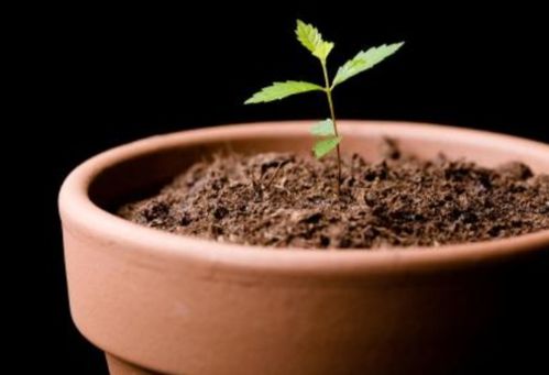 花盆土里小白虫怎么消灭-花盆土里小白虫怎么消