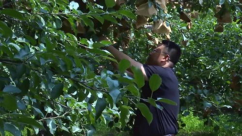 如何解决果树的大小年问题