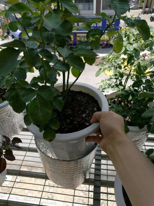 2个花盆一套,简单有奇效,温度再高也不死,让花安稳度夏