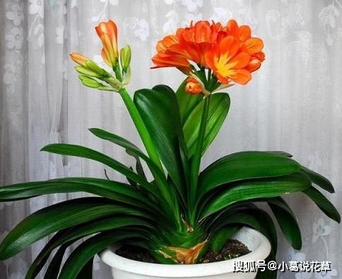 如何修剪君子兰 学会2招,花朵数量翻倍,变得又大又漂亮