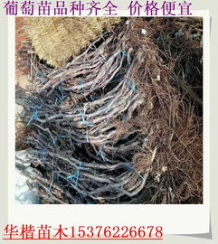【固安嫁接葡萄苗移栽技术】-黄页88网