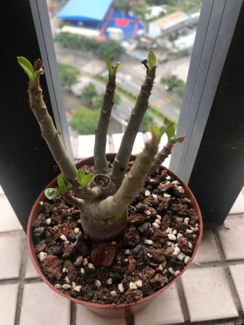 路边的煤渣子,可是养花好宝贝,省一大笔买土钱