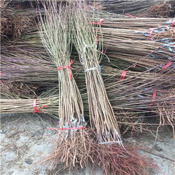 【两公分李子苗种植育苗基地出售】- 黄页88网