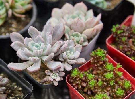 盆栽花土越来越少了该怎么办 填土 换盆,摸准诀窍伤亡少许多