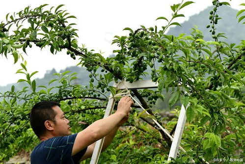 李子树都栽了三四年了,但还没开花结果是怎么回事