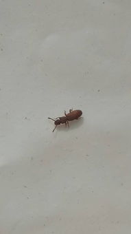 受潮针尖虫怎么消灭_针尖小虫怎么灭
