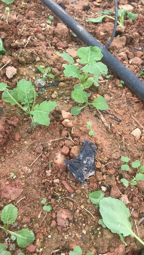 这是什么植物的幼苗