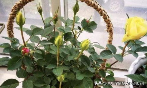 自制万能杀虫水 如何自制除虫水