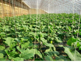 温室大棚茄子种植技术 CMK李洺江