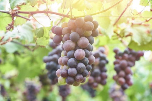 葡萄无花无果怎么解决 你知道吗 最全葡萄二次果管理技术