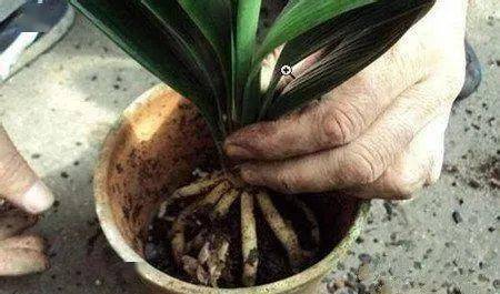 君子兰花的 养根 诀窍,高手只做这4点,根系长不停,花开爆盆