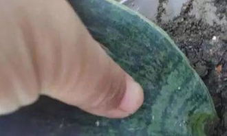天然的清道夫,虎尾兰最简单的扦插方法