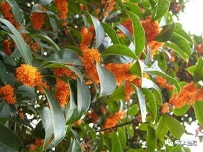 都说北方栽植桂花不容易成活,其实还是没有掌握这些技术
