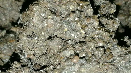土里密密麻麻的小白虫,土壤里的虫子怎么消灭