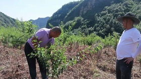 四川小伙梁超,教你修剪李子树枝条,这样修剪来年可以增加产量多结果