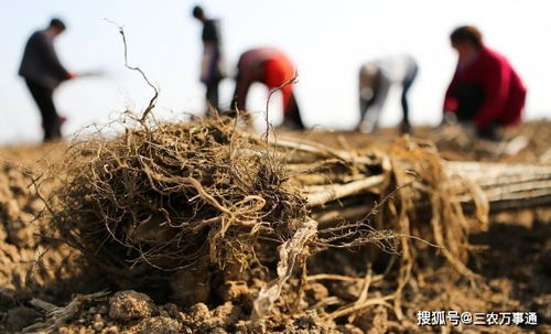 种树施底肥会烧根烧苗吗 这对父子的观点各不相同,你怎么看