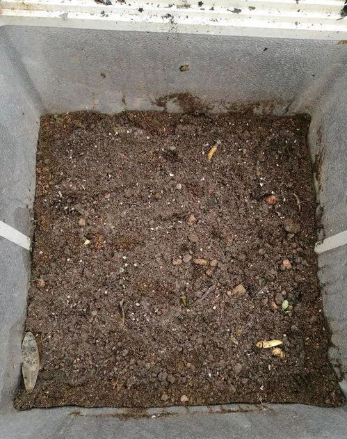 2种营养土家里就能做,养花不板结不烂根,大白根挤破盆