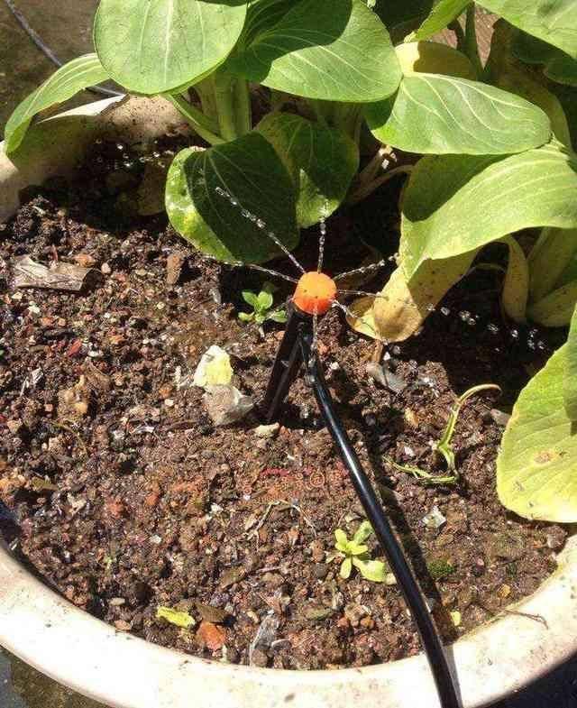 家庭养花中哪些种植土养花最好