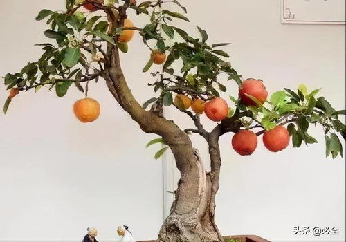 不容错过 果树盆景入门级教程来了