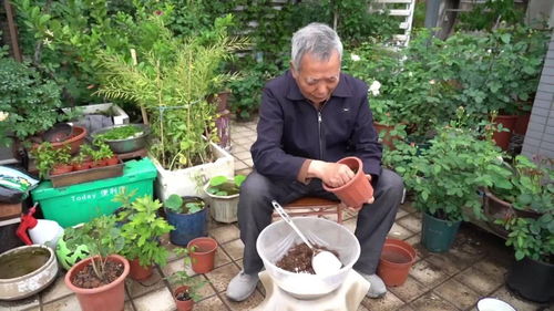养花达人教你翻盆换土种花 