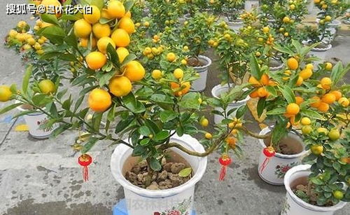 室内盆栽橘子树 自带香味 做好5点,越长越旺,还能开花结果
