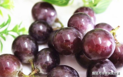 葡萄什么季节种植最好