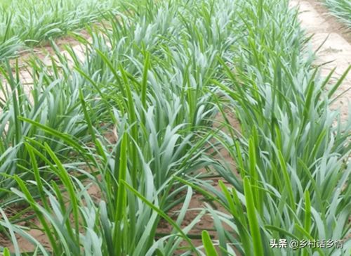 韭菜 香葱 大蒜长得瘦细干黄 教你几招,茎叶粗壮又茂盛