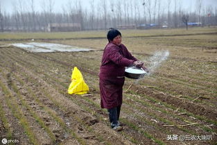 2023年各地冬小麦施肥技术大汇总 简单实用,一看就懂