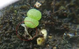 夏季盆栽老长虫子 试试这几招
