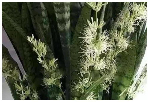 适合新手养的6种花,不挑剔土壤,园土也能养活照样开花