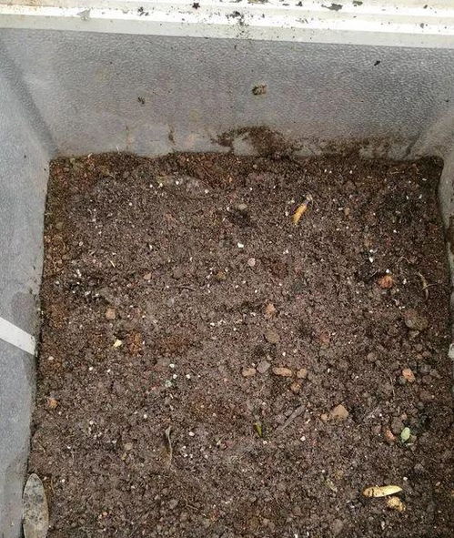 2种营养土家里就能做,养花不板结不烂根,大白根挤破盆