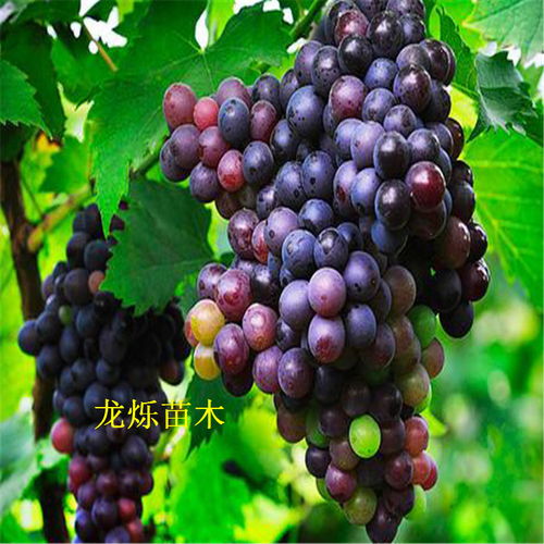 玫瑰香葡萄苗定植前的小妙招