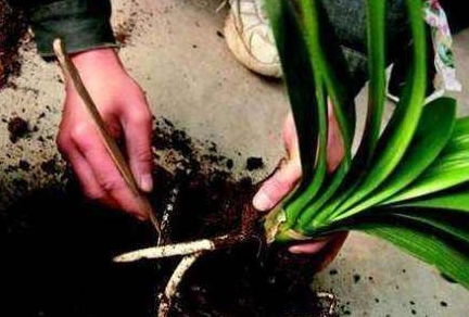 夏天君子兰烂根怎么办 换盆浇水一个不缺,新芽继续长,窜跟快
