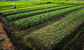 农村征地补偿新政策 最高15万,菜田地补偿最多