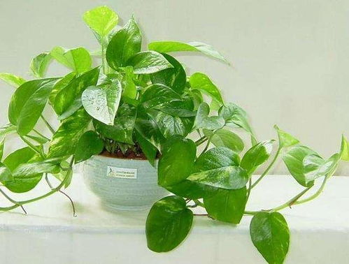 这些绿植养在厨房,除油烟净化空气,效果非常棒