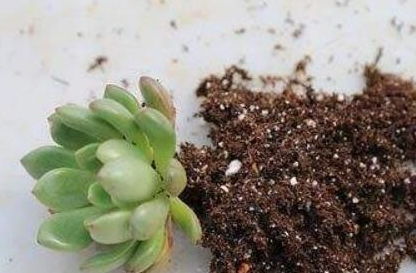 养多肉植物,记住4个小细节,枝肥叶多根系壮,越长越美成老桩