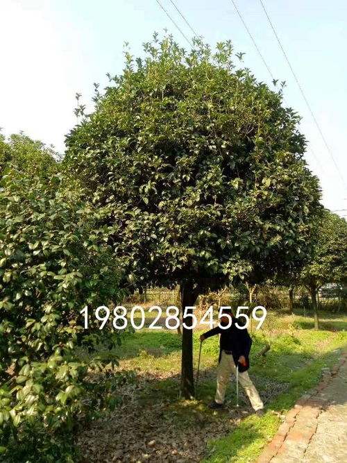 桂花树种植季节选在什么时候好