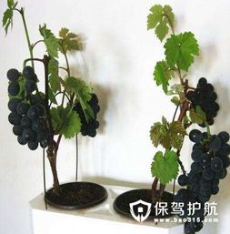 盆栽葡萄的必备条件
