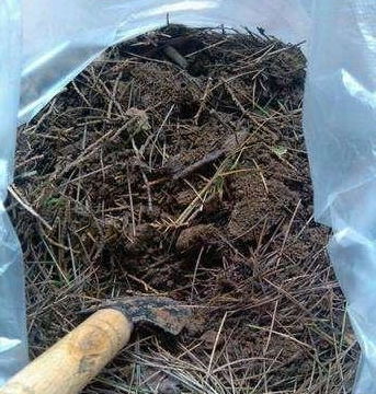 夏季挖松针土千万要做好这两件事 否则松针直接变身花草杀手