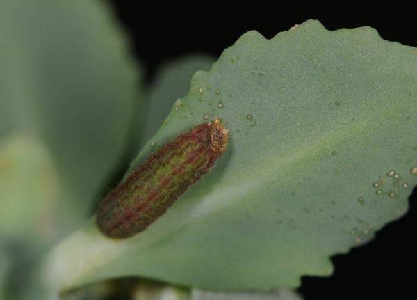 请问一下图片上的虫子具体是那种蛾子的幼虫
