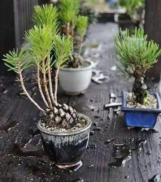 这三种 壳 丢花盆里,花儿再也不烂根了,还能增添养分