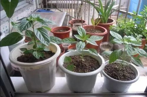 老花农养花偏方 这就是家里的花盆盆爆开的秘密,没花1分钱 赶紧收藏
