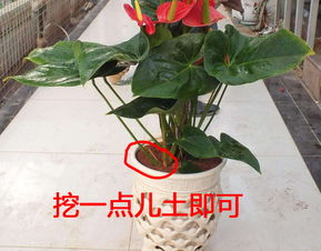阳台种花好办法,简单易操作,在家自测土壤酸碱度