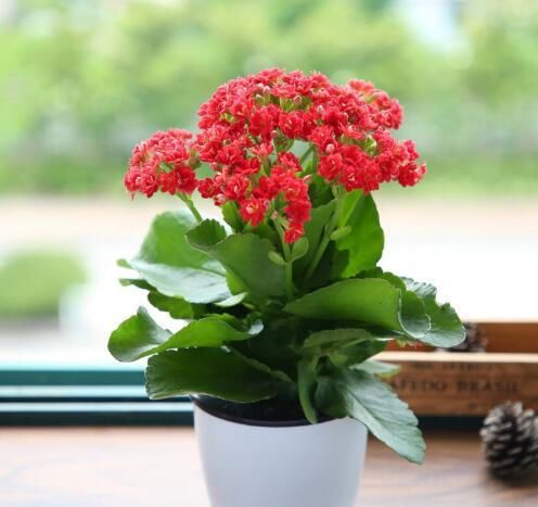 长寿花黄叶烂根怎么办,长寿花叶子和根腐烂了怎
