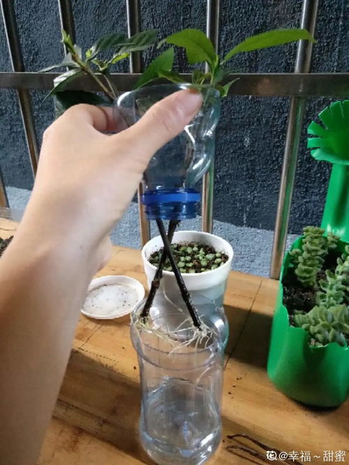 春天扦插最好活,沾点自制生根水,生根100