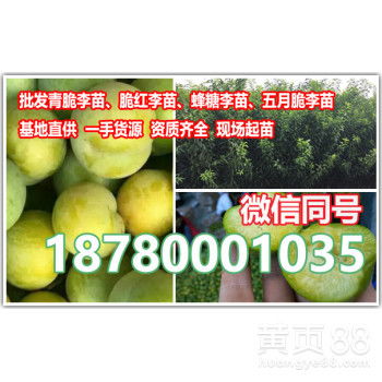 【贵州蜂糖李子苗培育基地贵州蜂糖李子树苗价格行情】-黄页88网