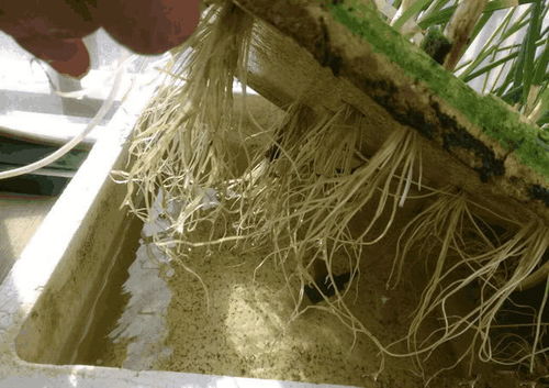 不用土 不用盆,阳台这样水养 小葱 ,种一次吃一年